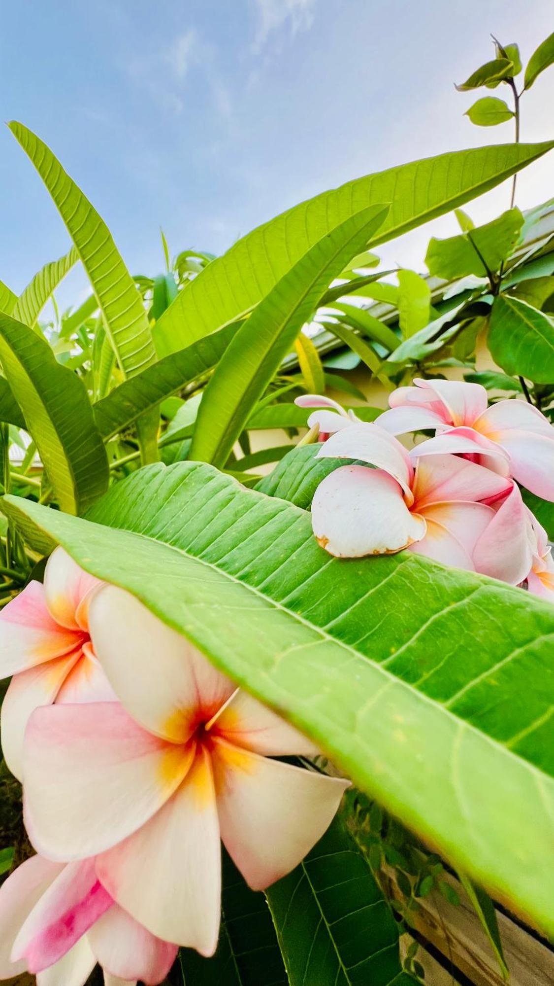 Ile Tropical